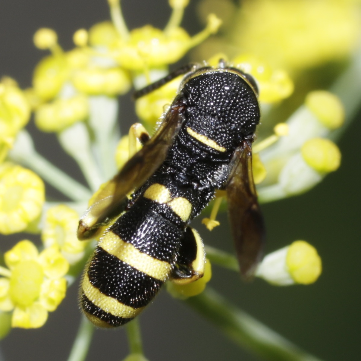 Leucospis maschio: L. dorsigera o L. bifasciata